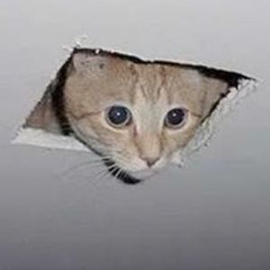 Meet your Posher, Gail